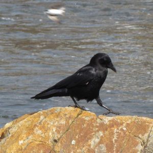 Crow sitting on a rock with water behind it