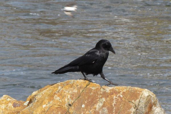 Crow sitting on a rock with water behind it