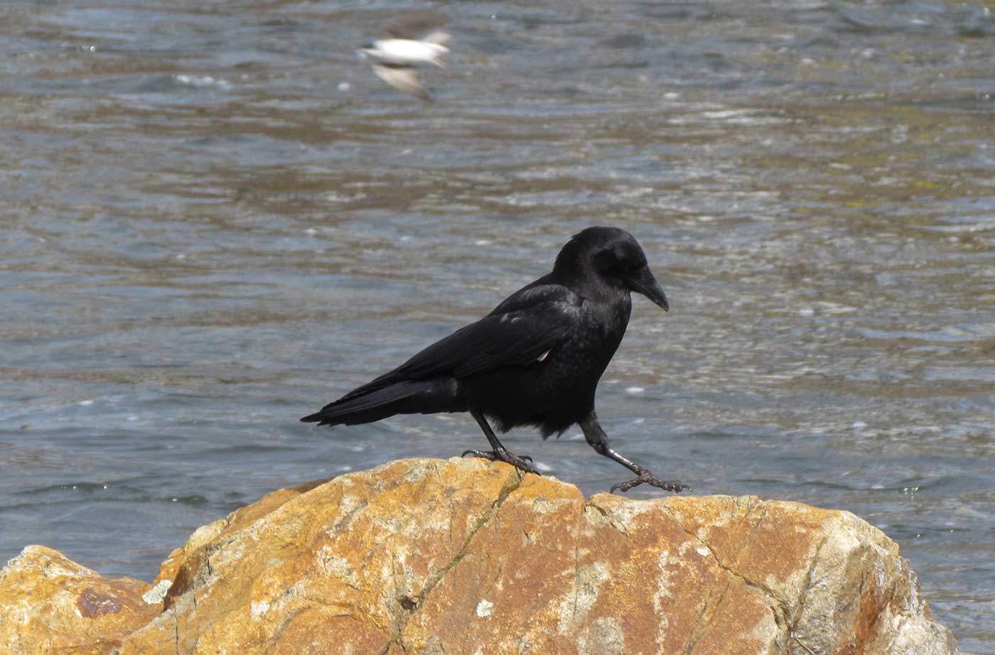 Crow sitting on a rock with water behind it