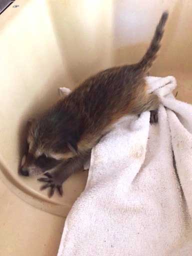 baby raccoon on towel in plastic tub