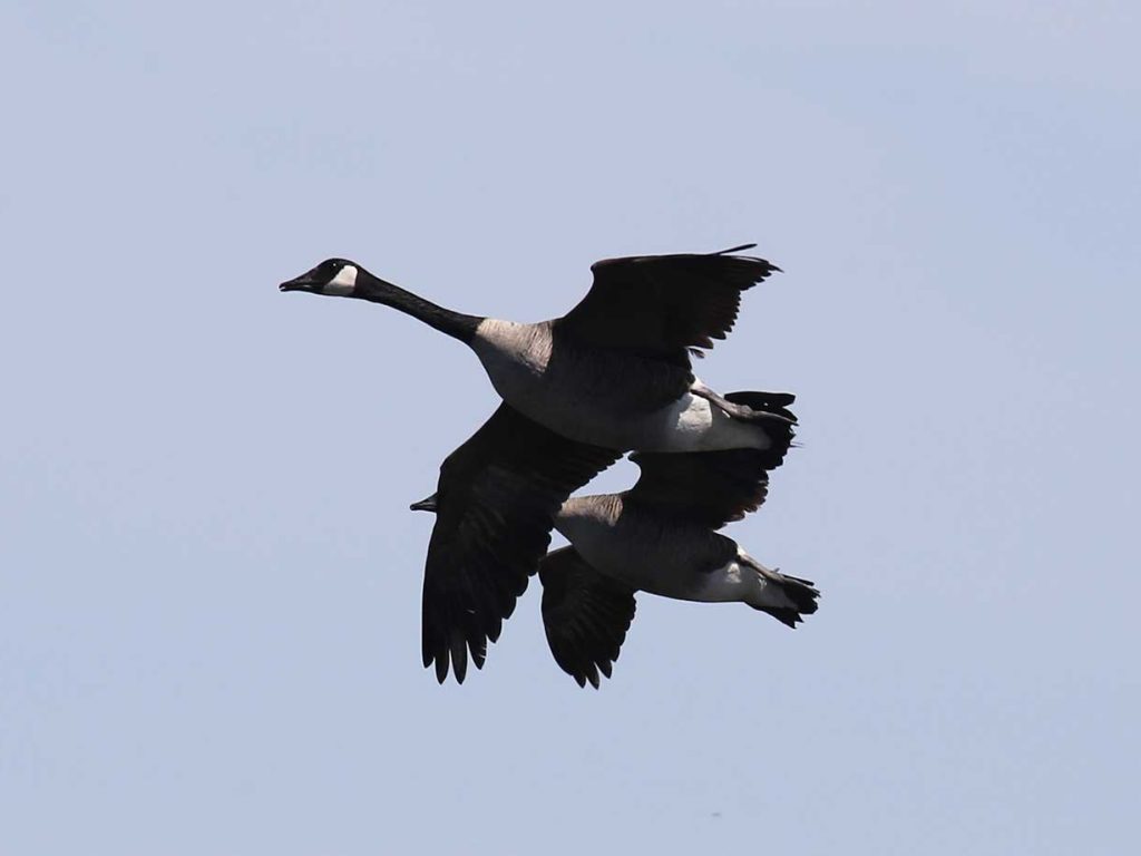 Canada Geese flying