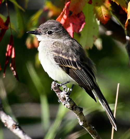 Eastern Phoebe in tree with blooms