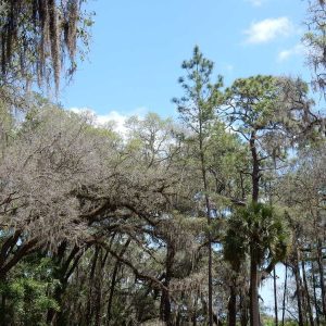 Florida trees with blue sky
