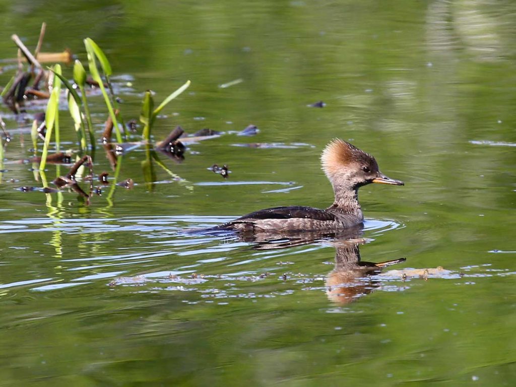 female Hooded Merganser swimming