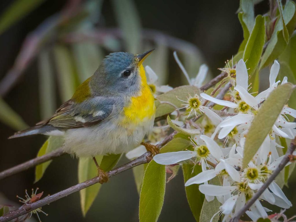 bird with bright yellow chest sitting on flowering tree branch