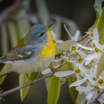 bird with bright yellow chest sitting on flowering tree branch