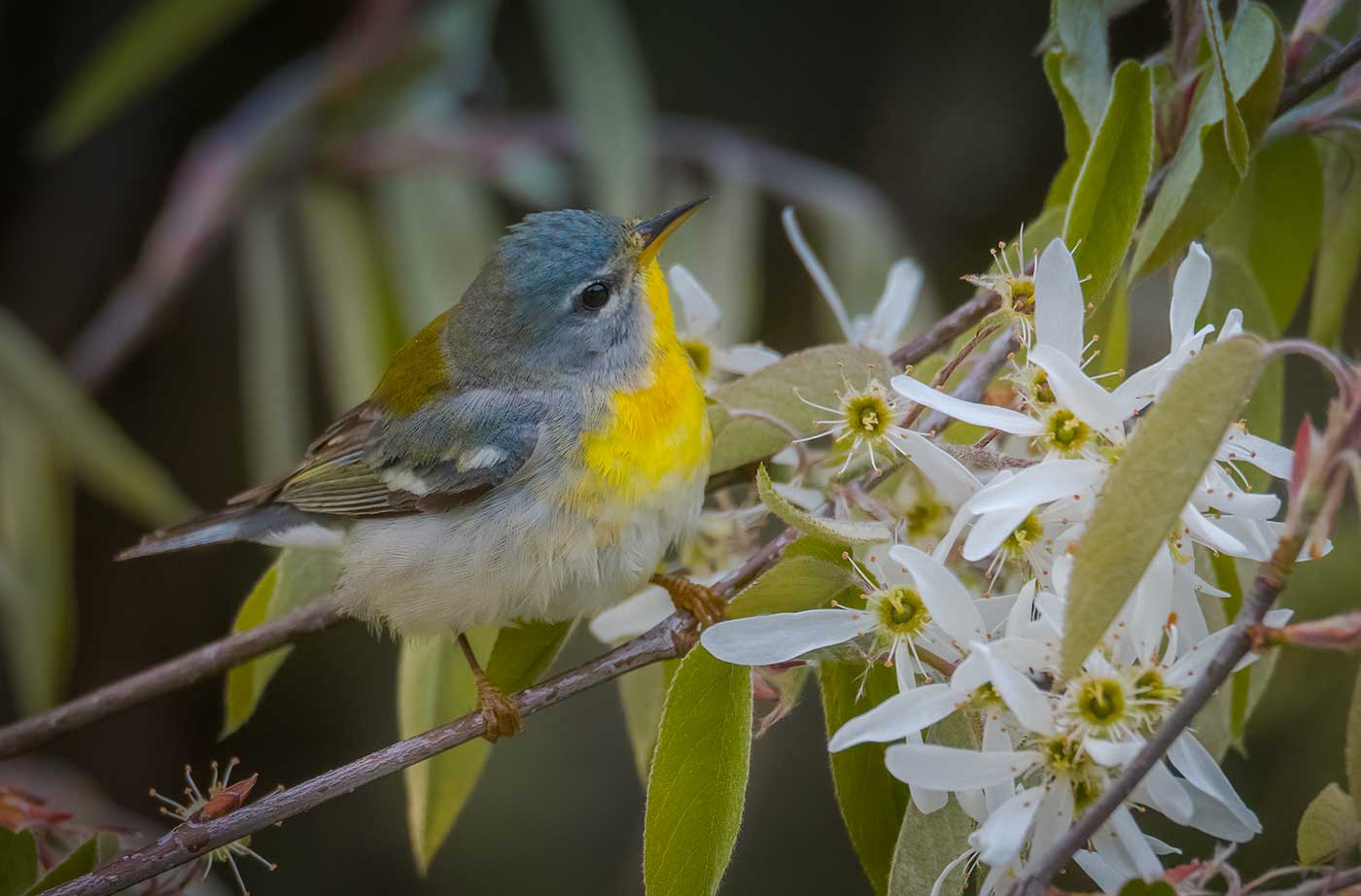 bird with bright yellow chest sitting on flowering tree branch