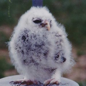 baby owl