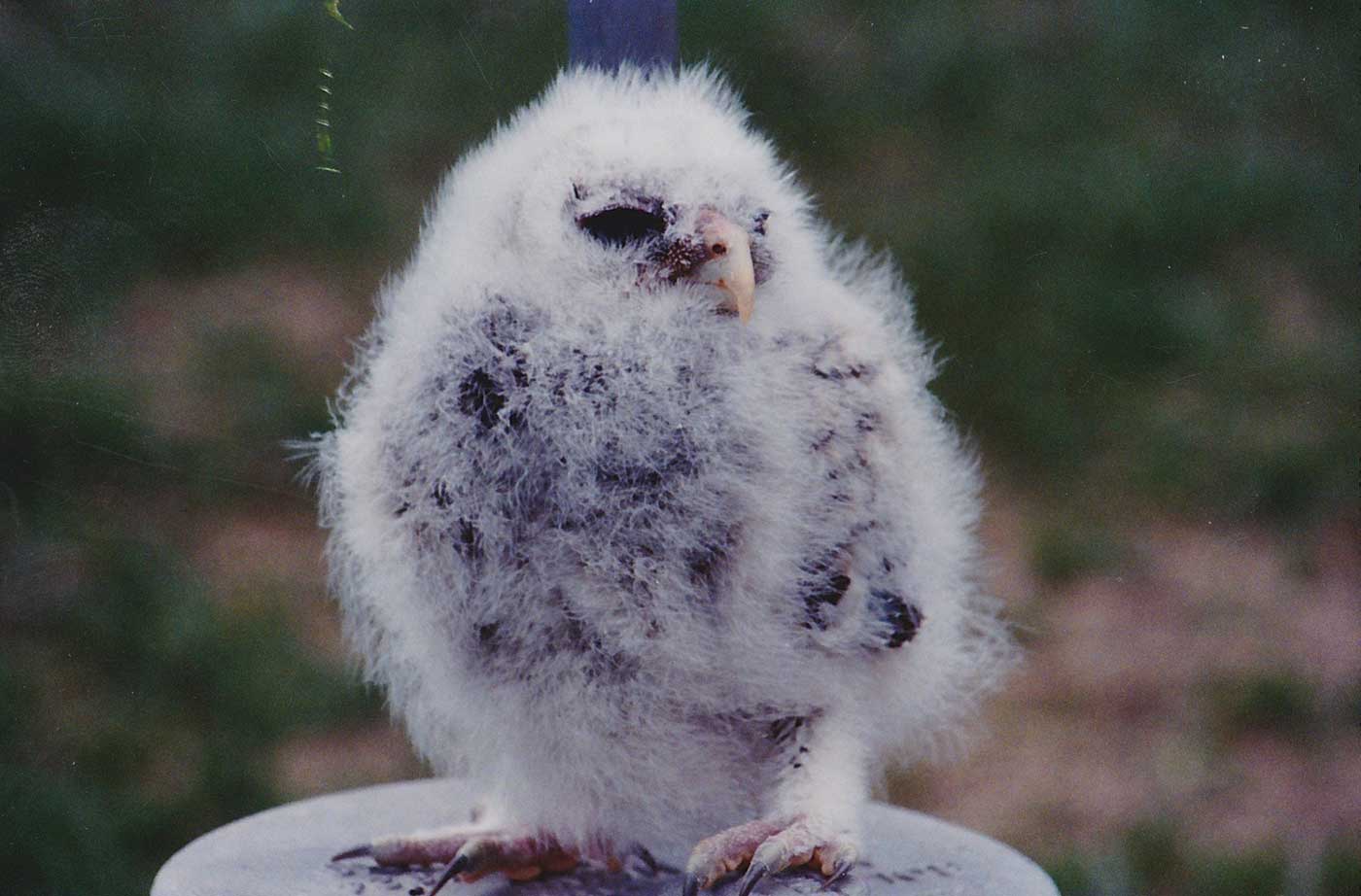 baby owl