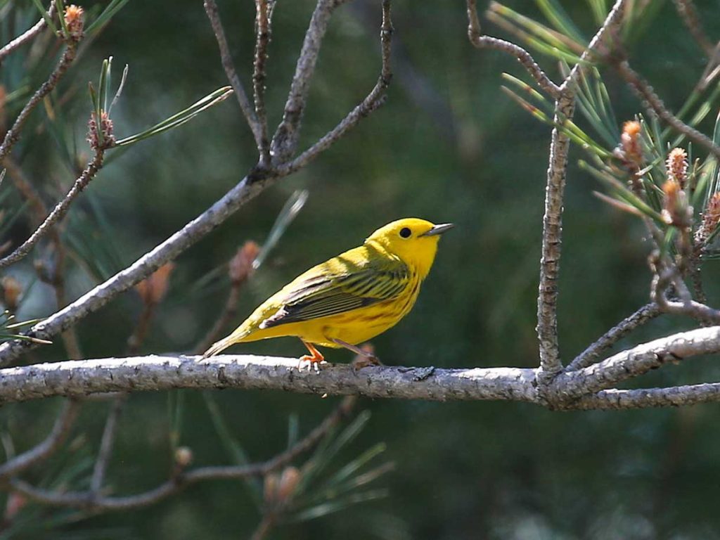 Yellow Warbler