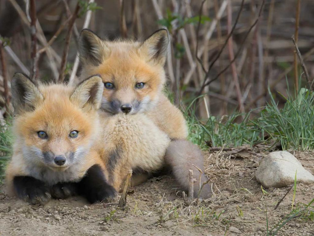 two baby foxes staring at camera