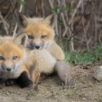 two baby foxes staring at camera