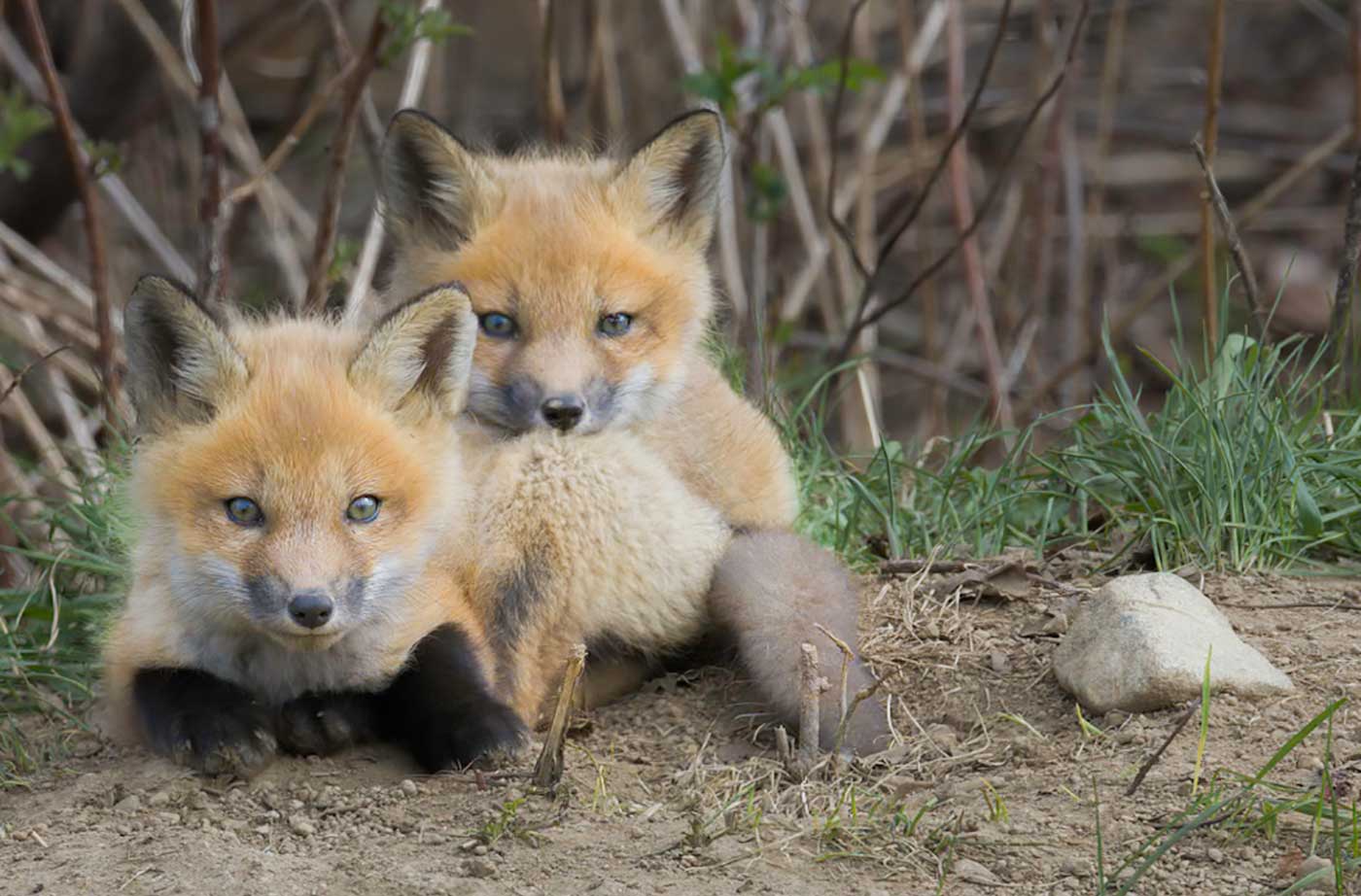 two baby foxes staring at camera