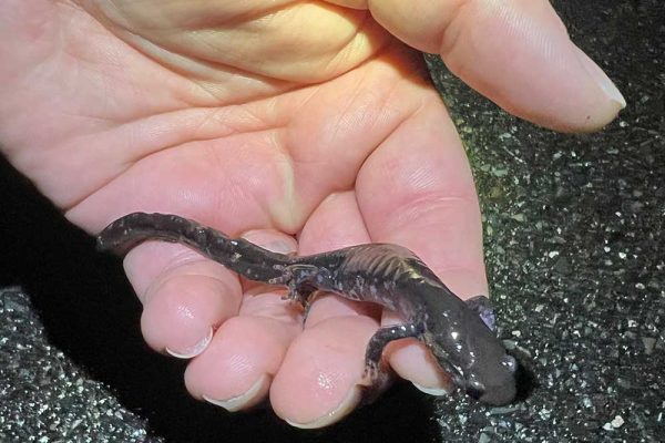 person's hand holding salamander