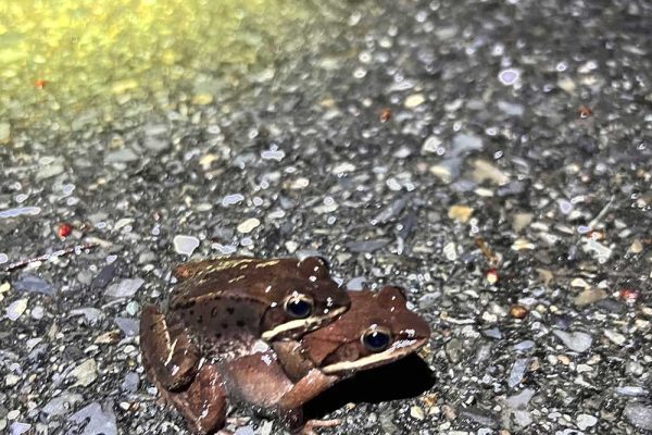 male and female frogs mating