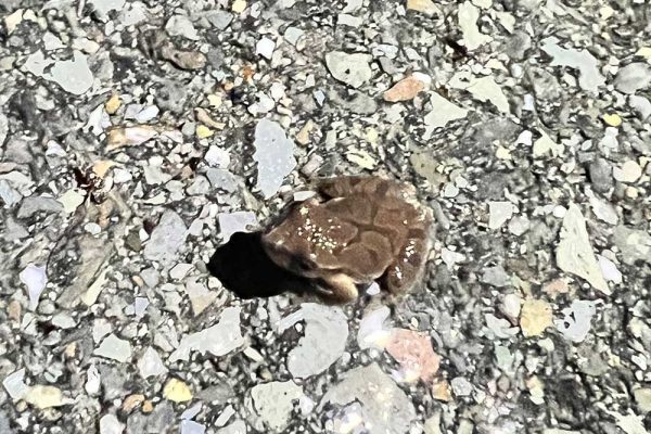 Spring peeper on trail