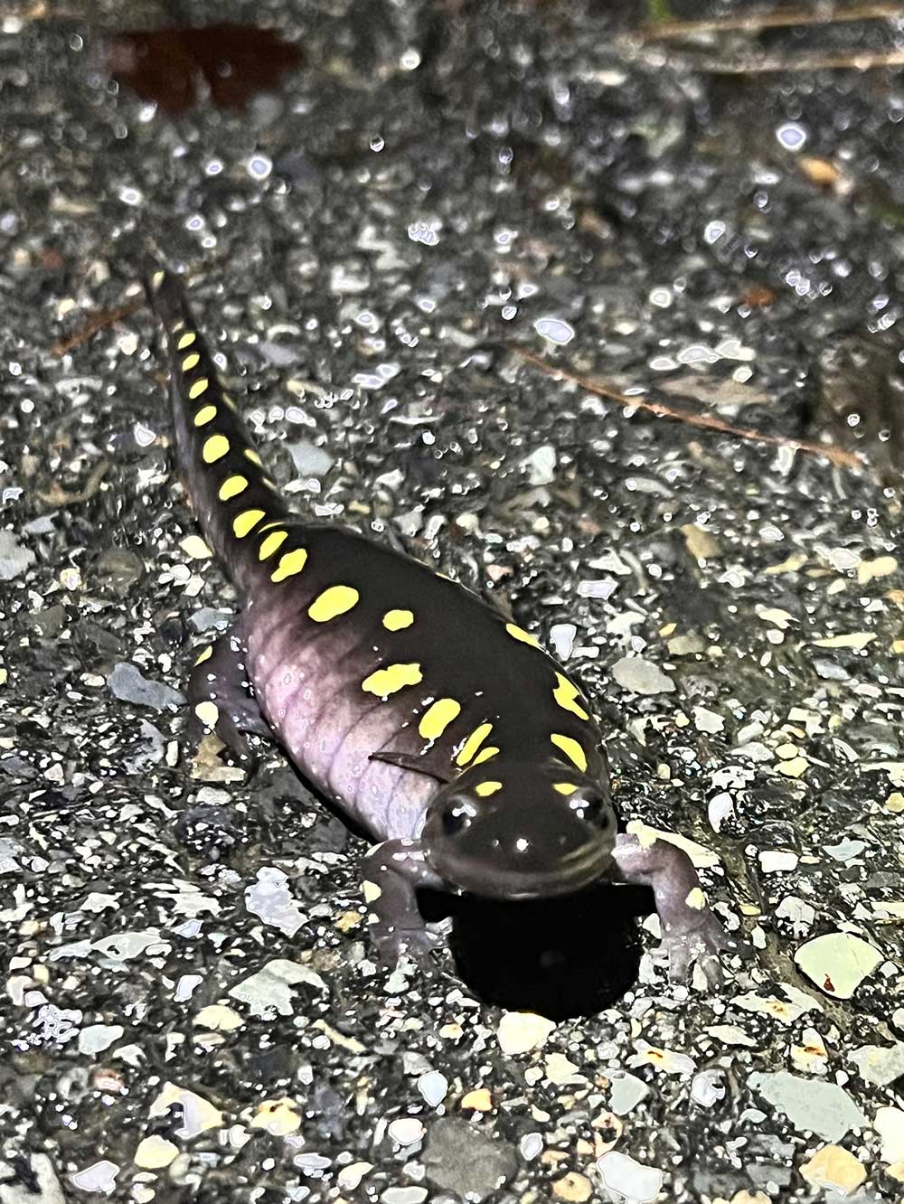 spotted salamander