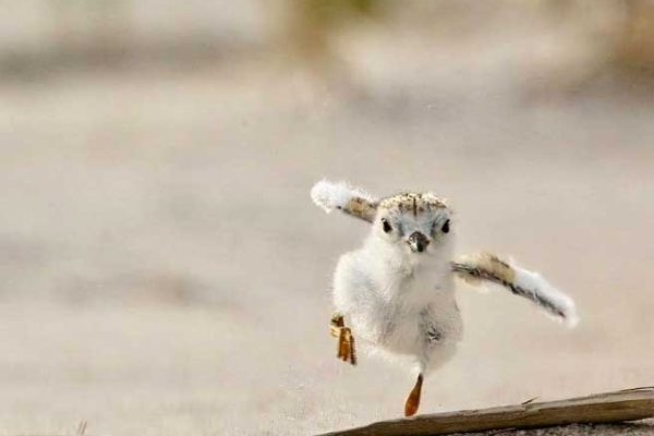 bird running along sand with wings out