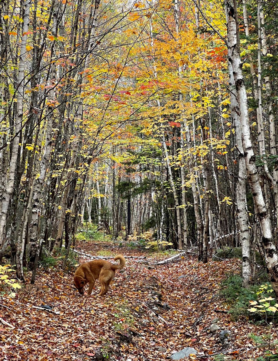 My Maine This Week Crawford Pond by David Preston