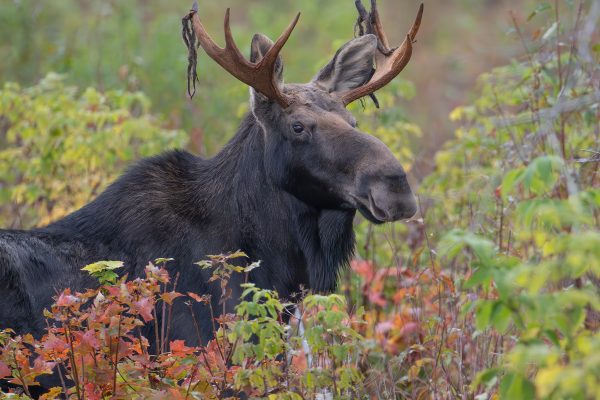 Bull moose in northern Maine woods