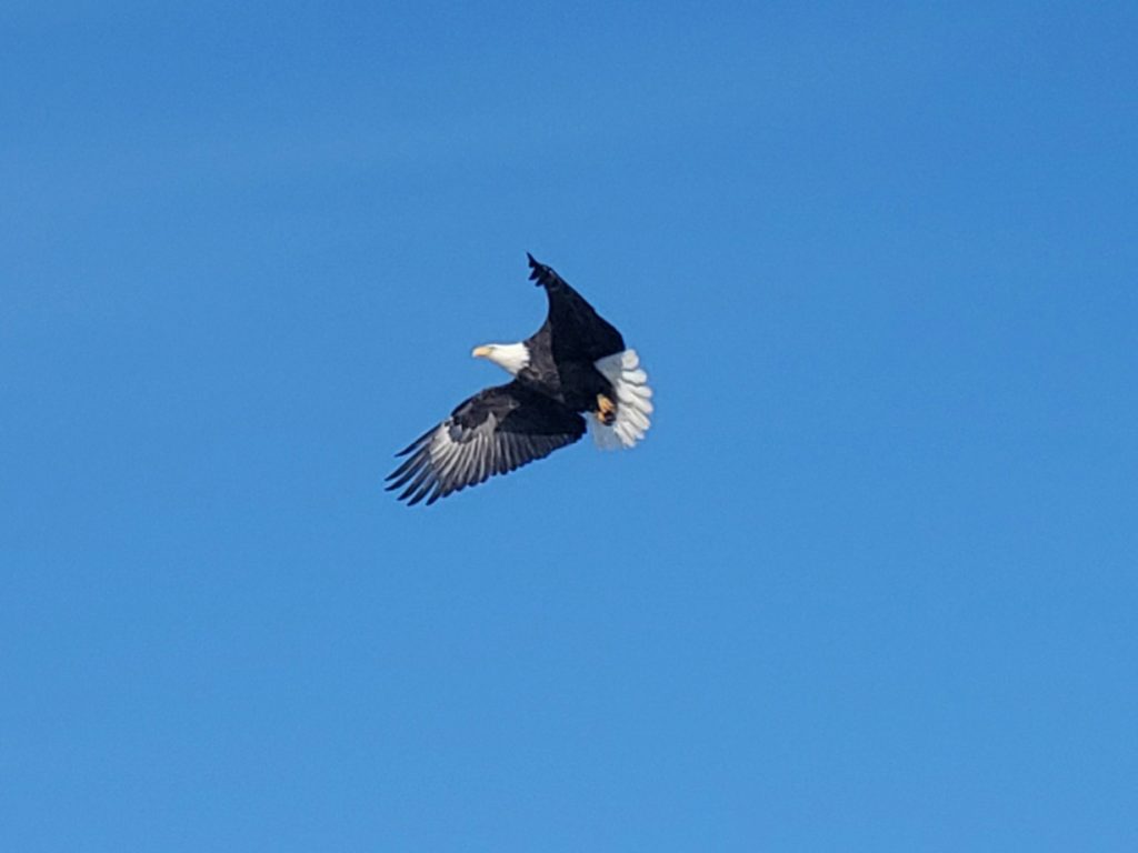 Bald-Eagle-Solon-Gerard-Austin-(2)