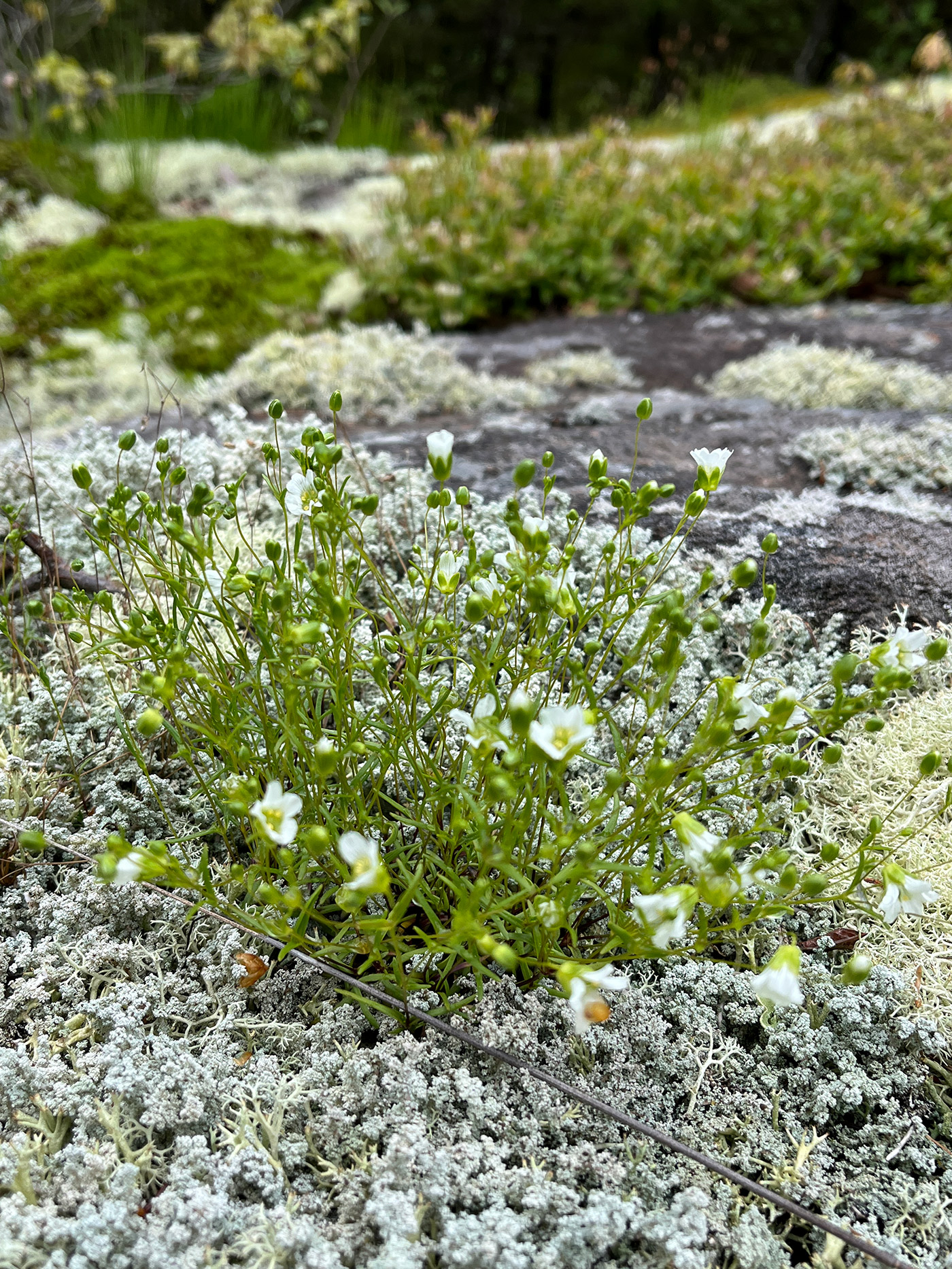 flowering plant with rocks in background