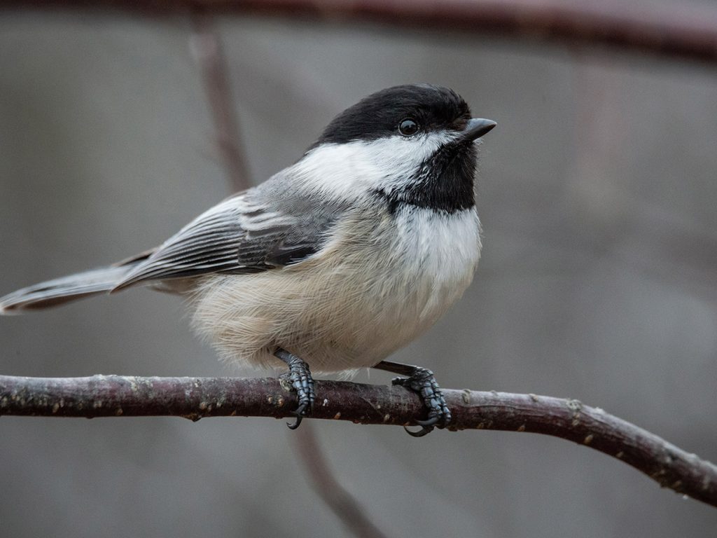 bird sitting on bare tree branch