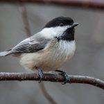 bird sitting on bare tree branch