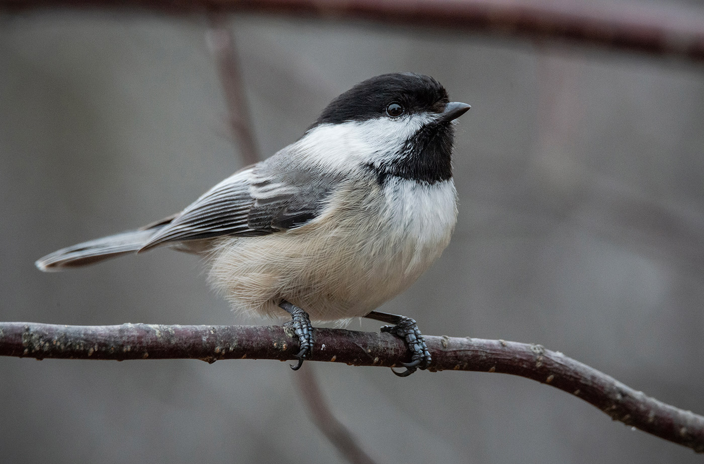 bird sitting on bare tree branch