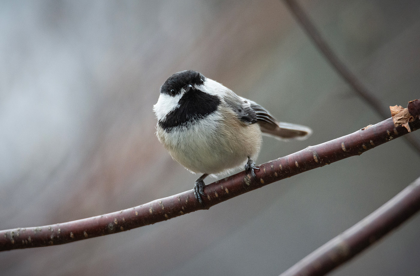 bird sitting on bare tree branch