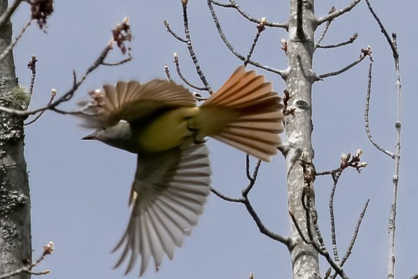 Bird with wings and tail open flying from tree