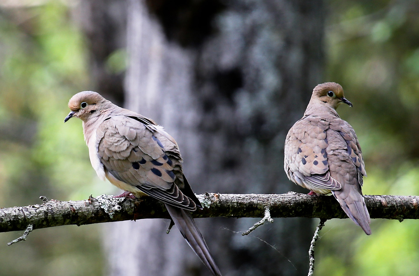 Two Mourning Doves sitting on a tree branch