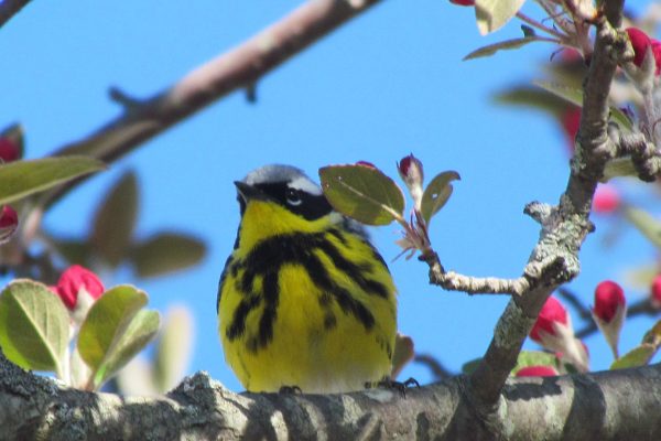 yellow and black bird sitting in flowering tree