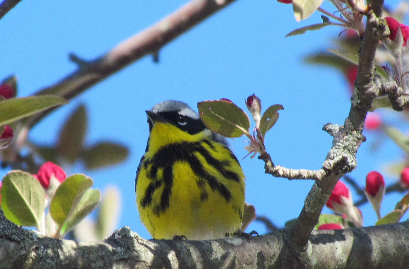 yellow and black bird sitting in flowering tree