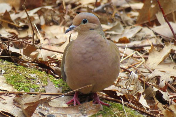 Mourning Dove with head turned, standing on leaves and moss