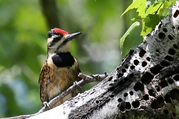 bird sitting on tree branch looking to the right