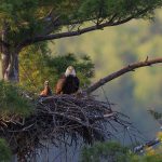 Bald Eagle baby and parent in nest