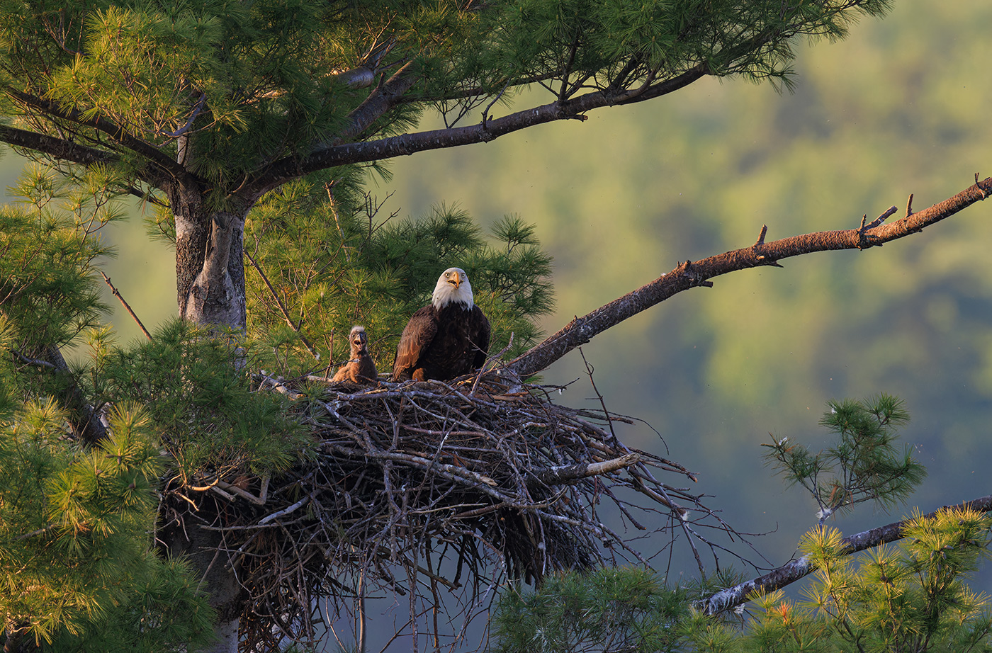 Bald Eagle baby and parent in nest