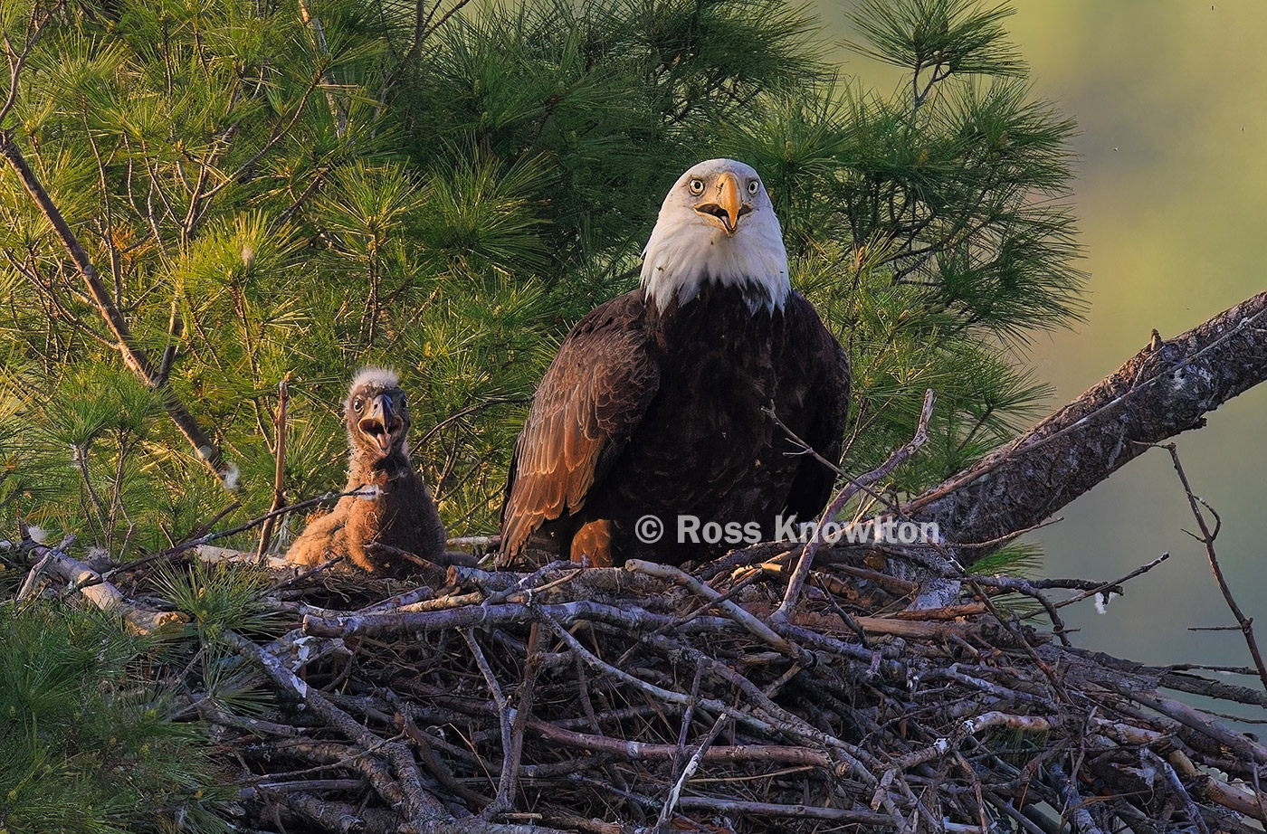 Baby eagle and parent in next