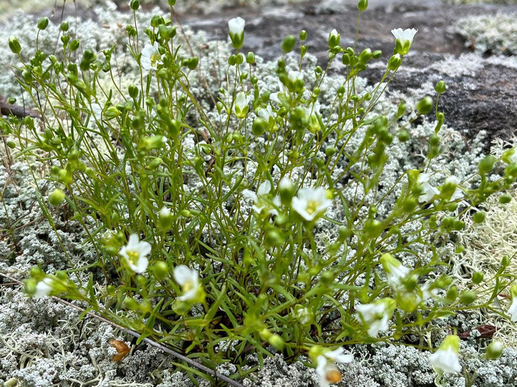 flowering plant with rocks in background