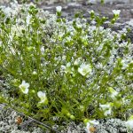 flowering plant with rocks in background
