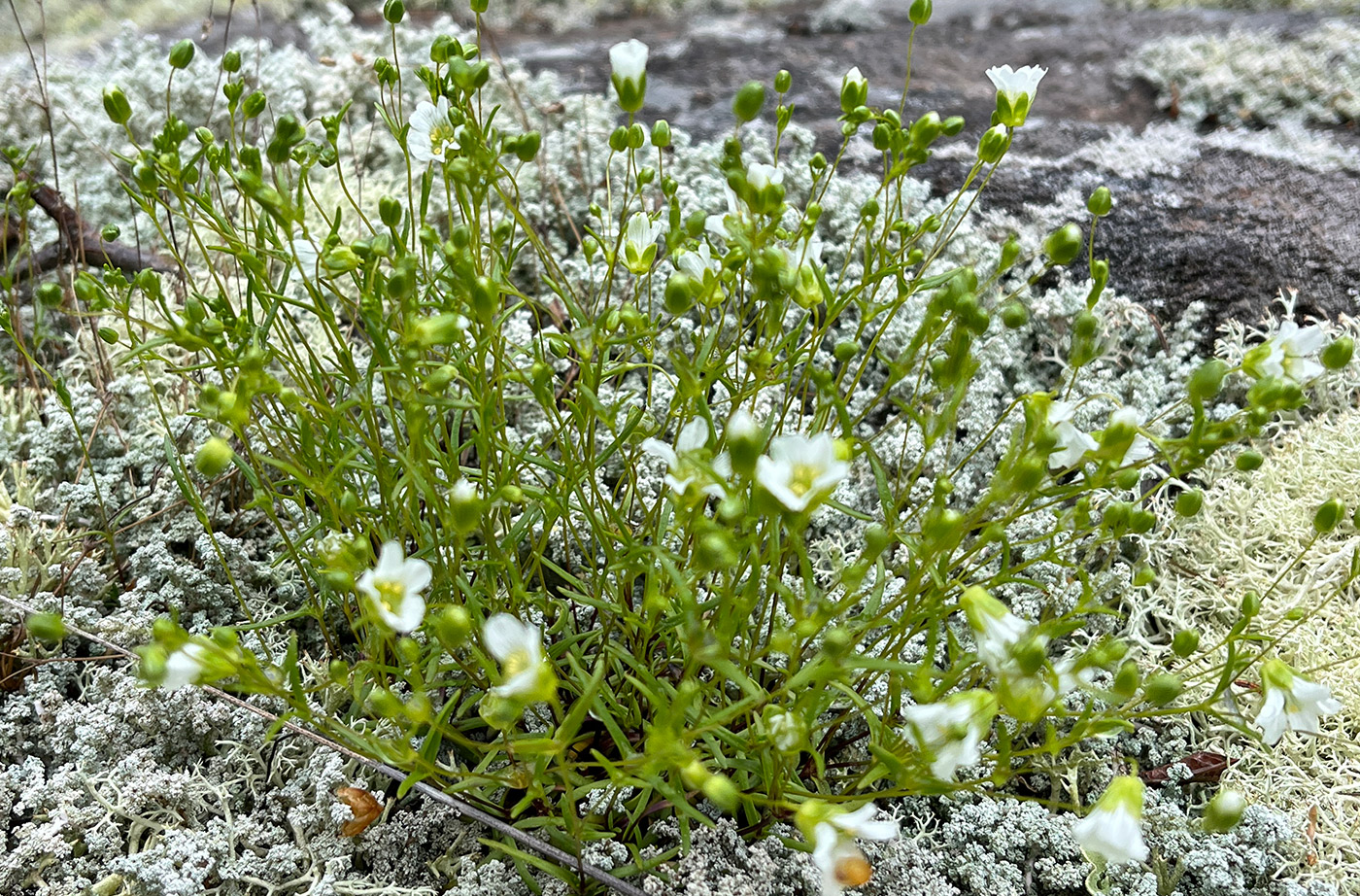 flowering plant with rocks in background