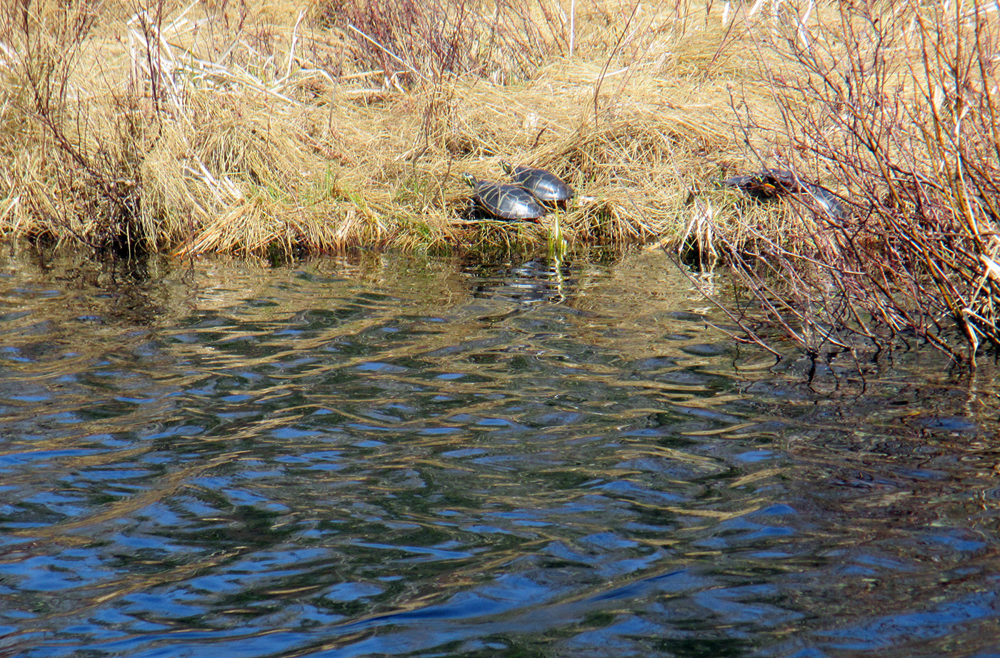 turtles on a shoreline next to some water