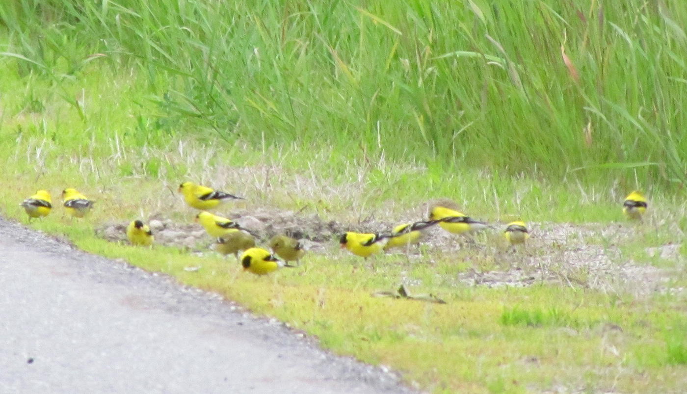 flock of yellow and black birds on side of road in the grass