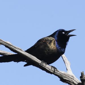 Common Grackle sitting on tree branch with beak open