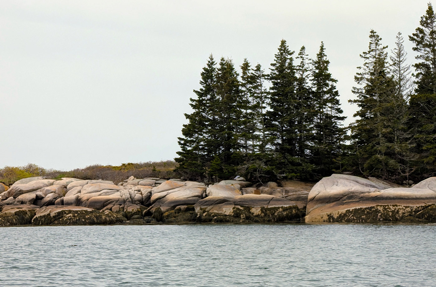 Trees and rocks along water body