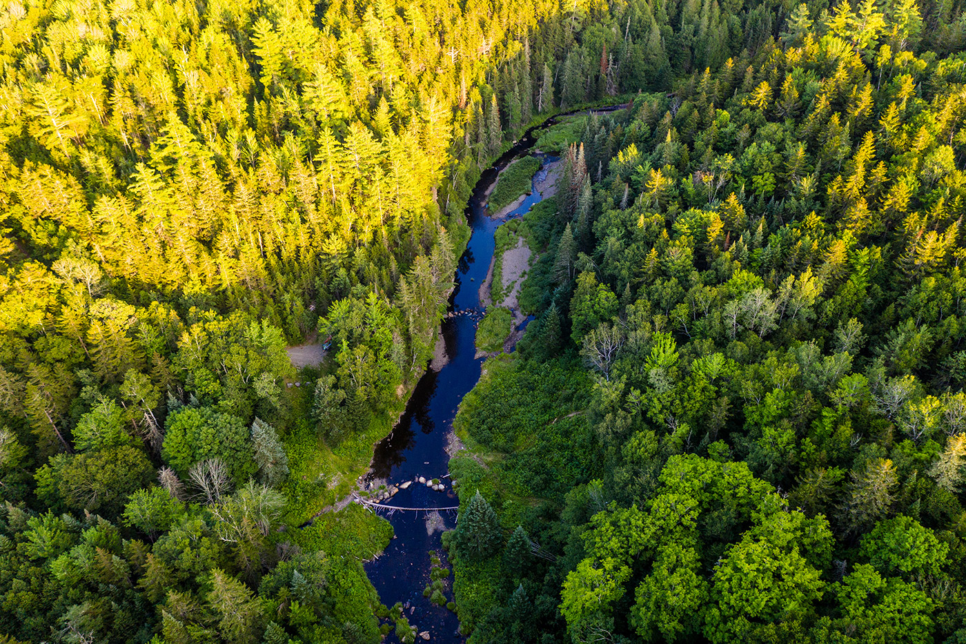 river running through dense forest of trees
