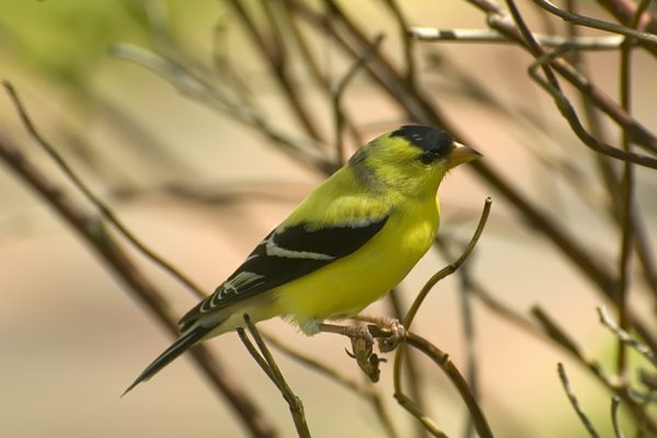 American Goldfinch in tree