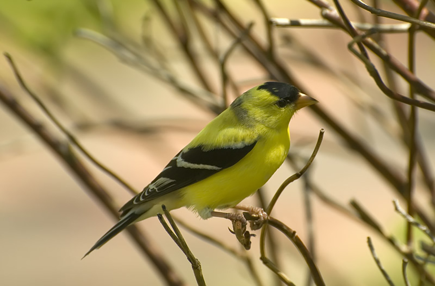 American Goldfinch in tree