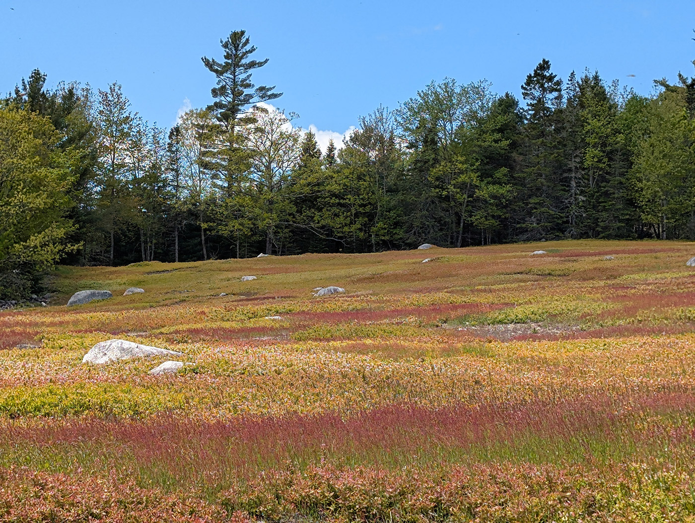 blueberry field under blue sky